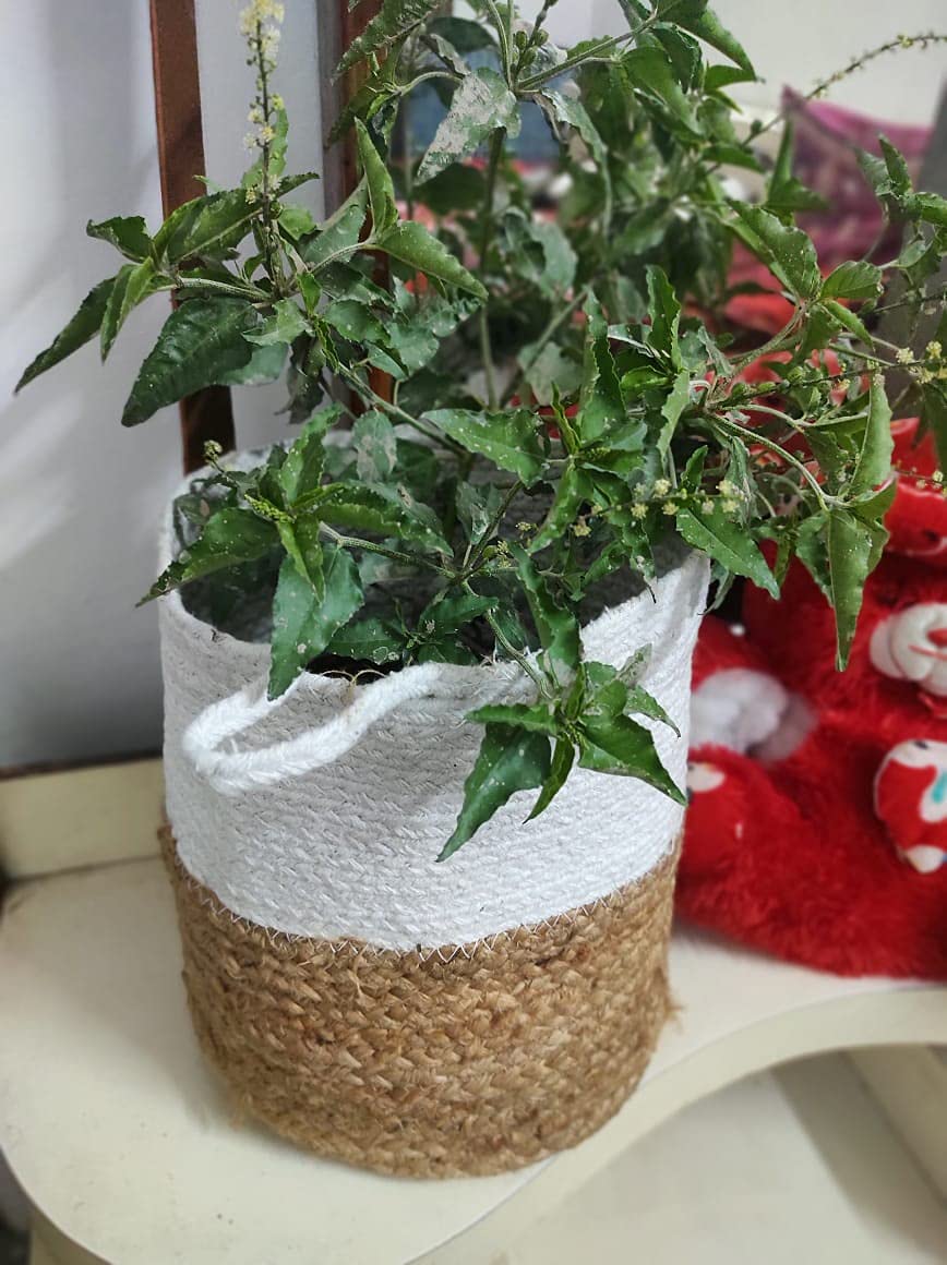 Jute & White Cotton - Planter Pots/Storage Basket